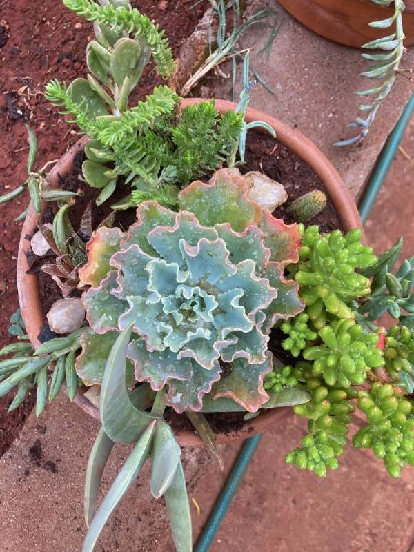 Succulent & Cactus Collection